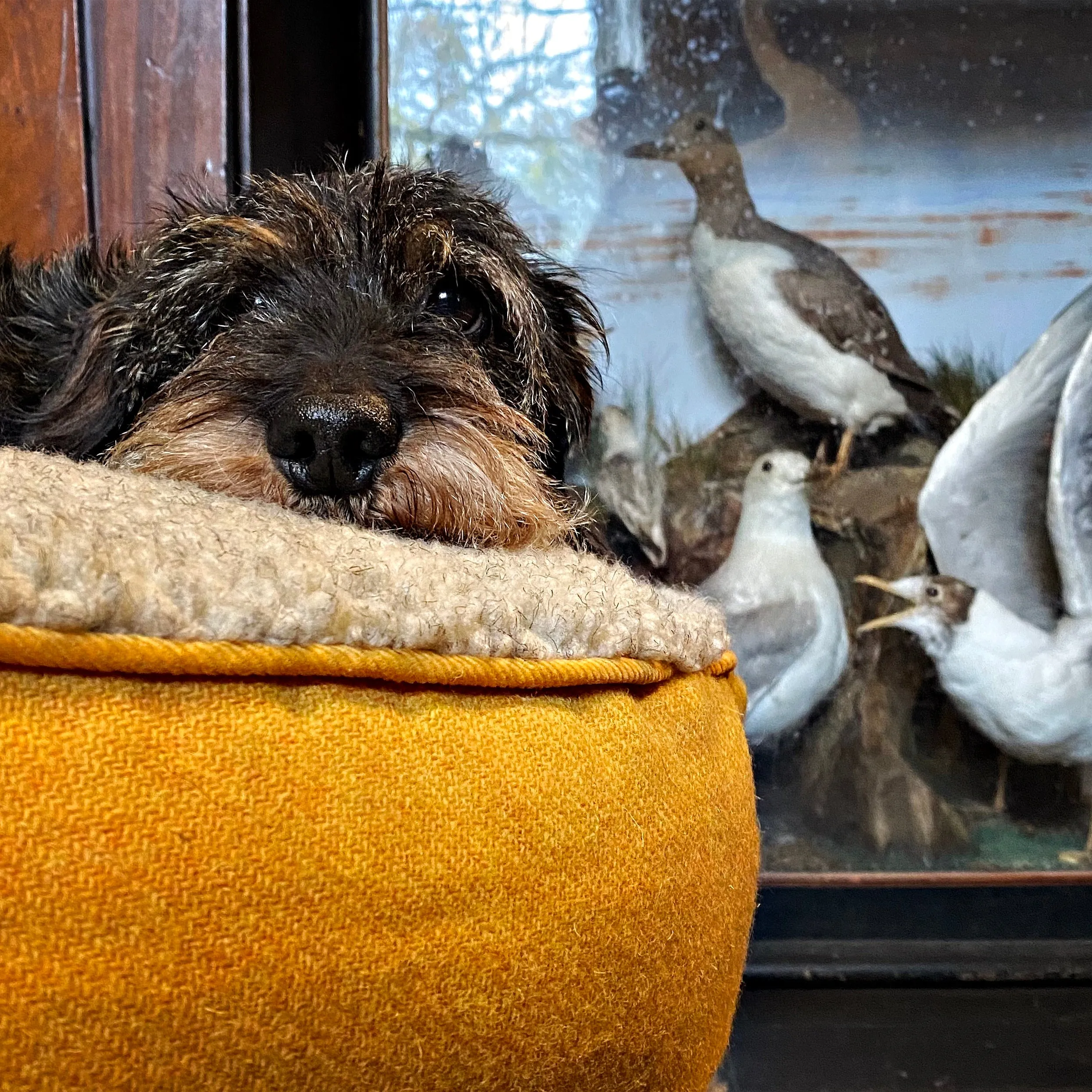 Bardsey Yellow Luxury Harris Tweed Designer Dog Bed