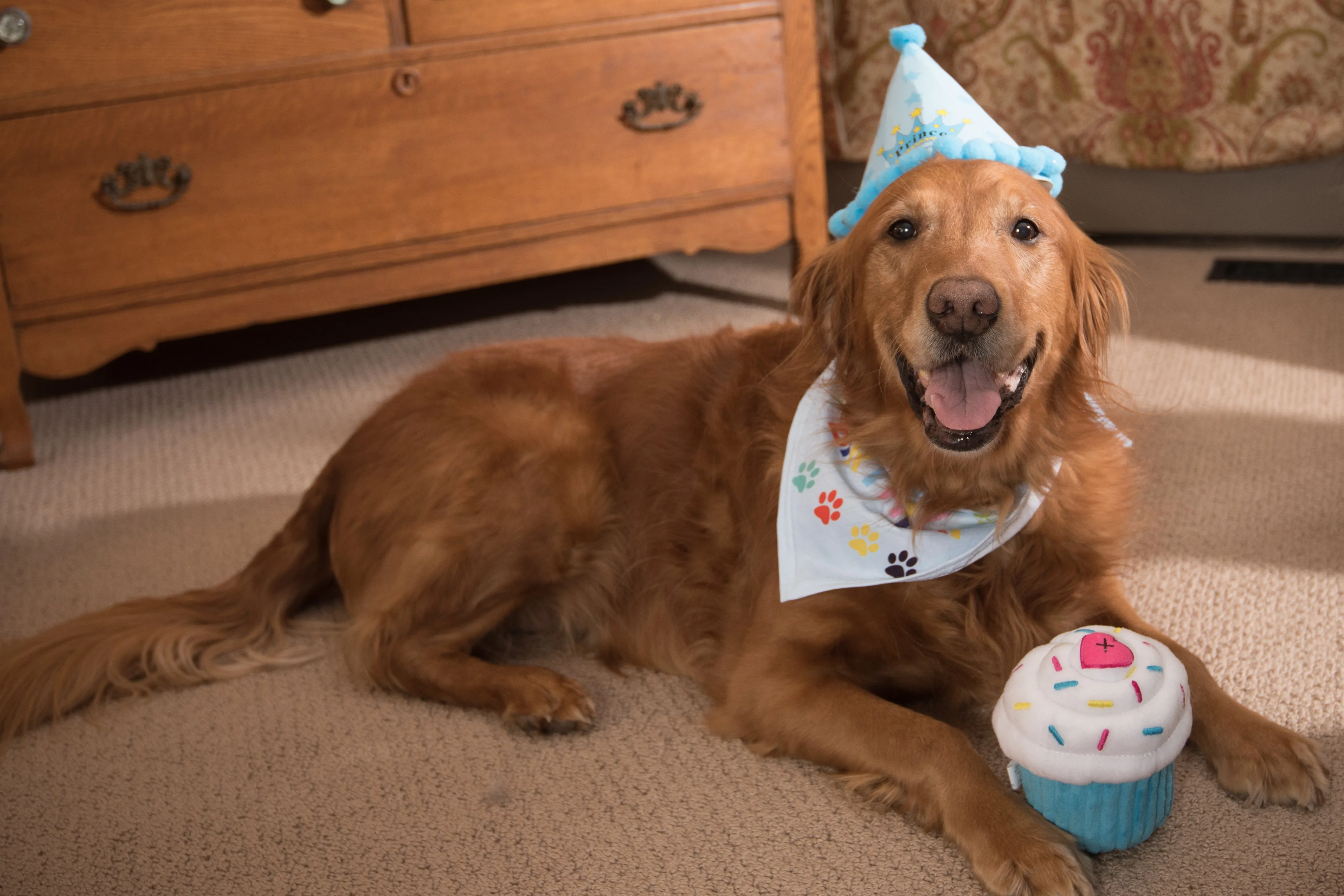 Birthday Celebration Cupcake Pink or Blue Plush Squeaker Dog Puppy Toy