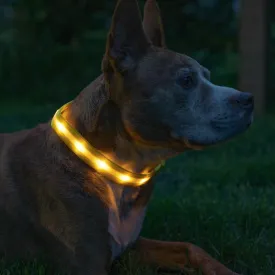 Blazin Light Up Dog Collar - The Original Light Up Dog Collar - USB Rechargeable - Waterproof - 1,000 Feet of Visibility - Dog Collar Light for Small, Medium, Large Dogs - US Brand