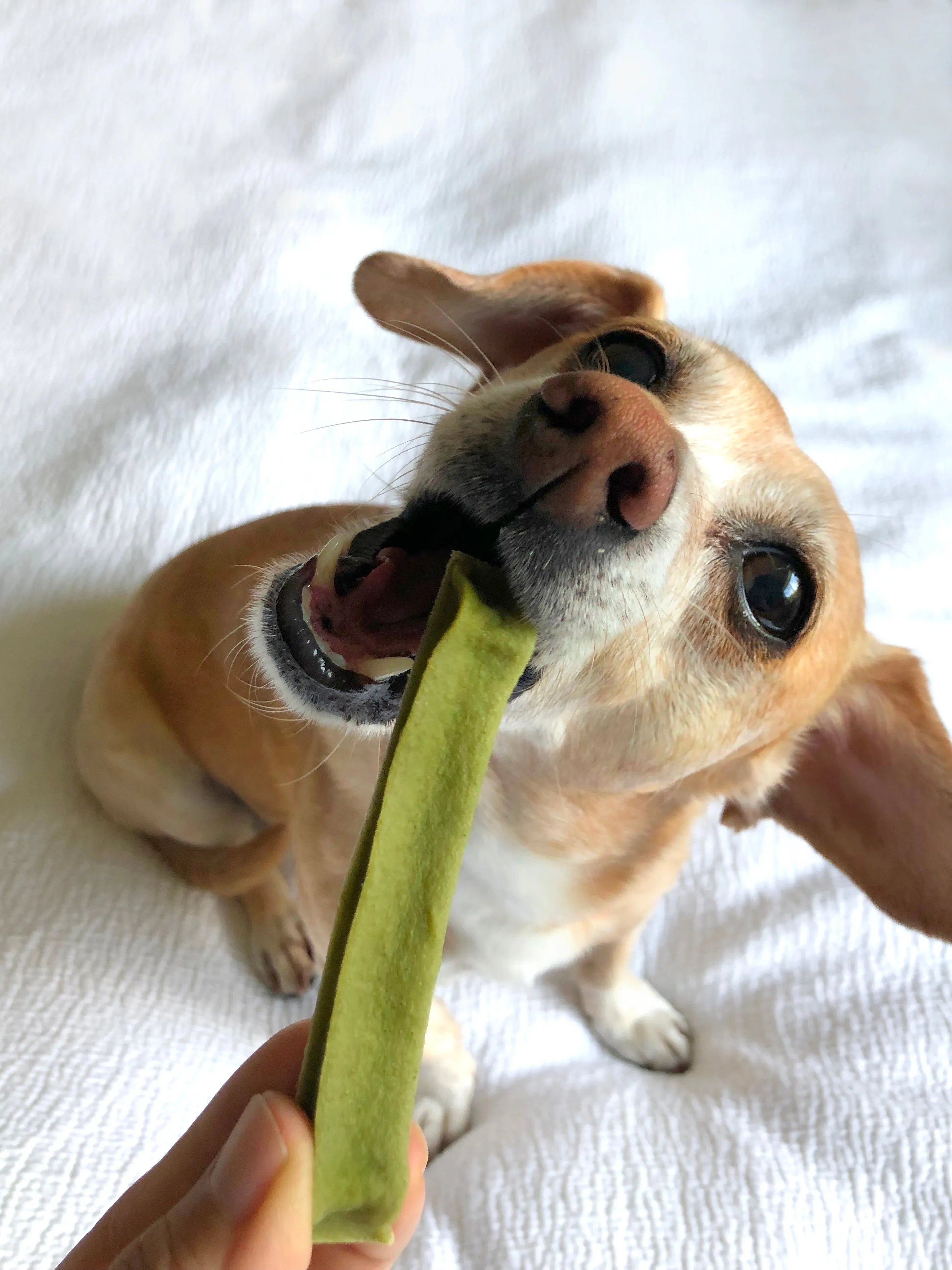 BROCCOLI MILK CHEWS FOR DOGS