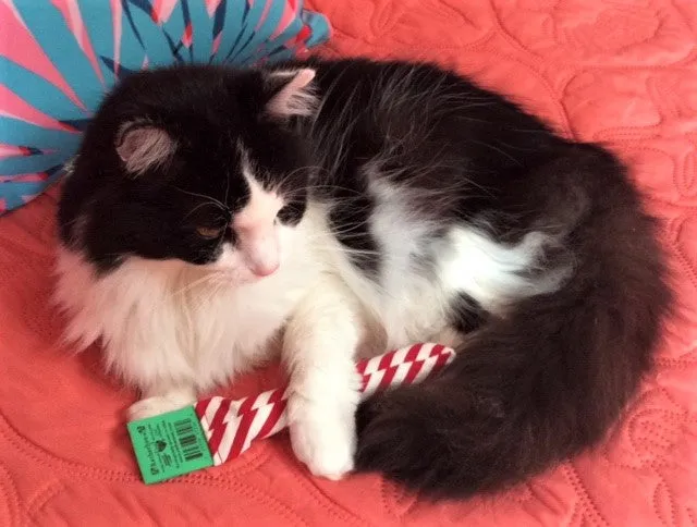 Catnip Candy Cane Sticks - Our Popular Classic!