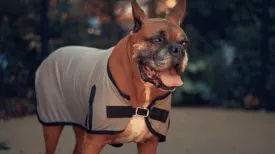Coolaid Canine Blanket SALE