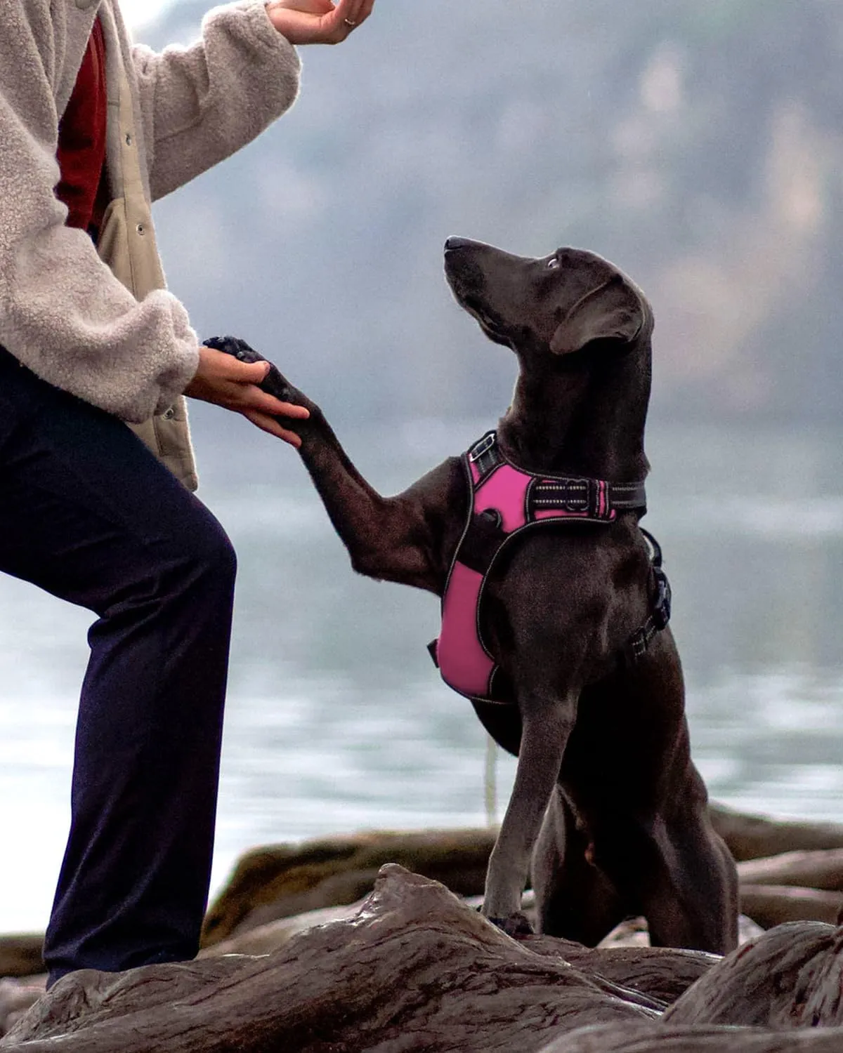 Joytale No Pull Dog Harness for Large Dogs, Reflective Pet Vest with Front Clip, Adjustable Soft Padded Harnesses with Easy Control Handle for Training and Walking, Hot Pink, L