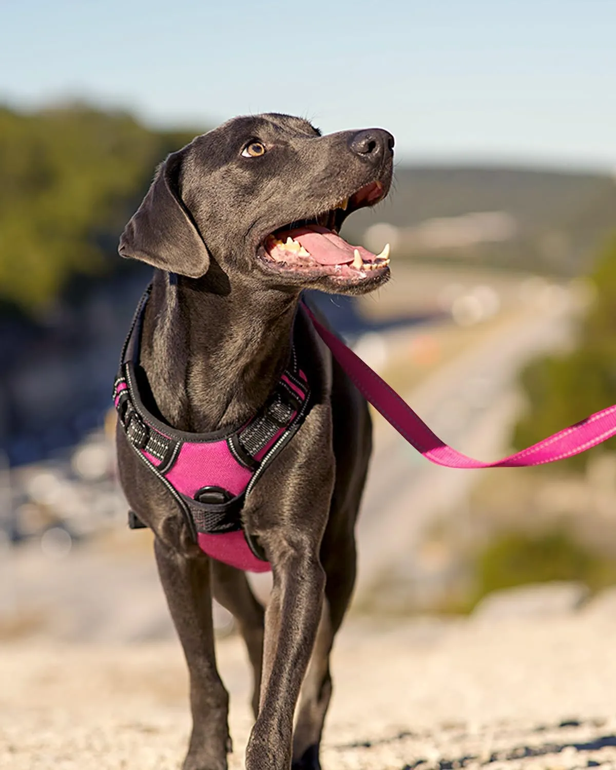 Joytale No Pull Dog Harness for Large Dogs, Reflective Pet Vest with Front Clip, Adjustable Soft Padded Harnesses with Easy Control Handle for Training and Walking, Hot Pink, L