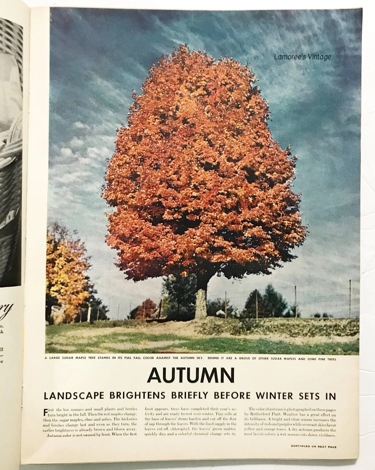 Life Magazine, October 29,  1945