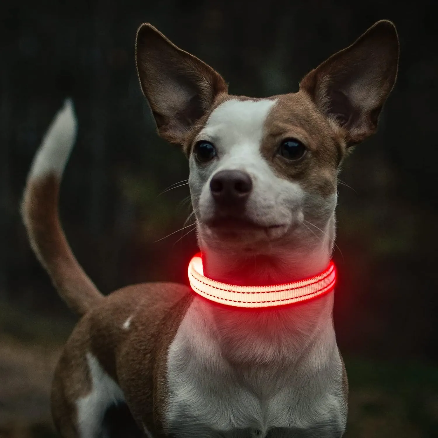 Light Up Dog Collar for Small Dogs - Rechargeable Puppy LED Collar Glowing Dog Lights for Night Walking (X-Small, Red)