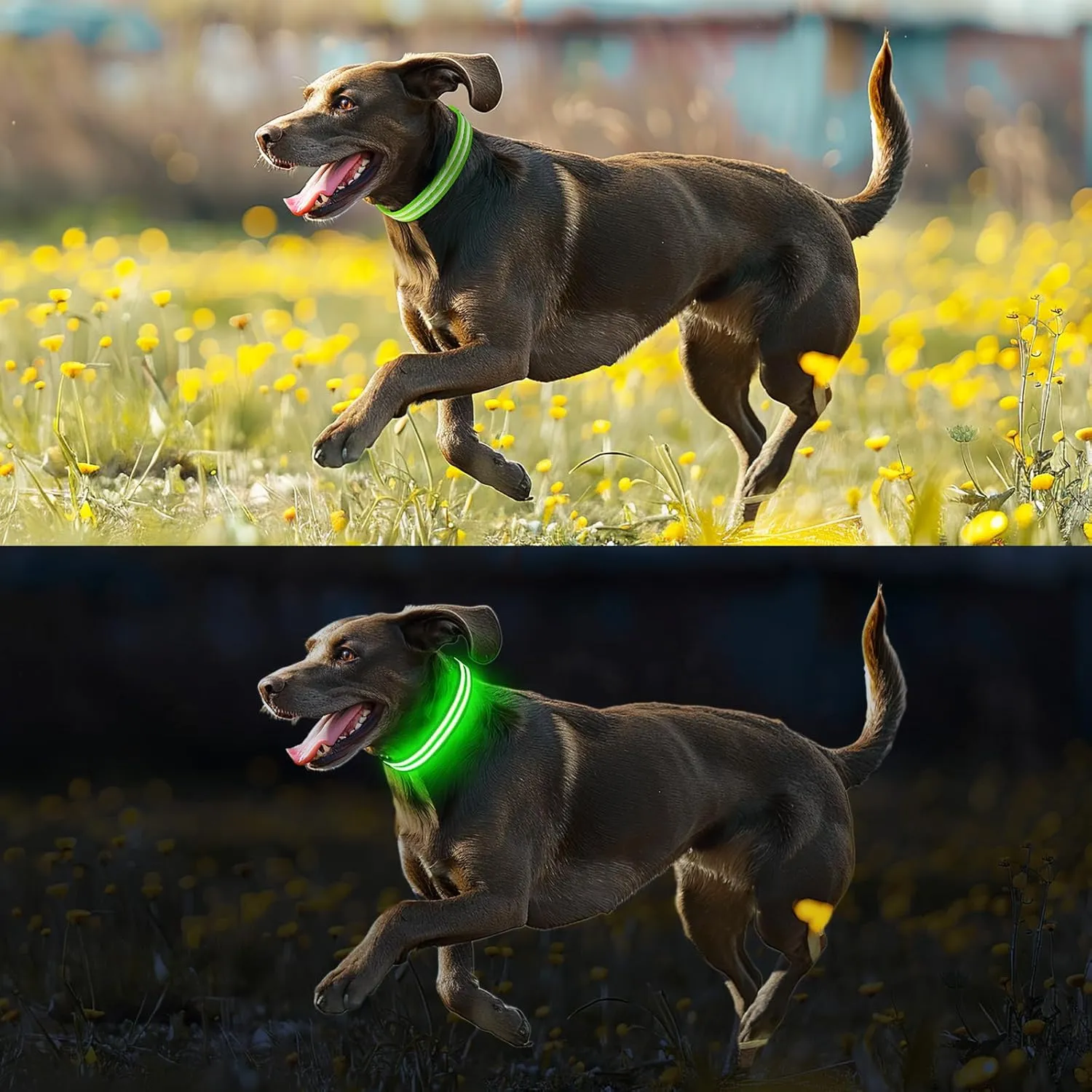 Light Up Dog Collar Rechargable,Reflective LED Collars for Small Medium Large Dogs,Lighted Dog Collars Lights for Night Walking-Waterproof,Green,M