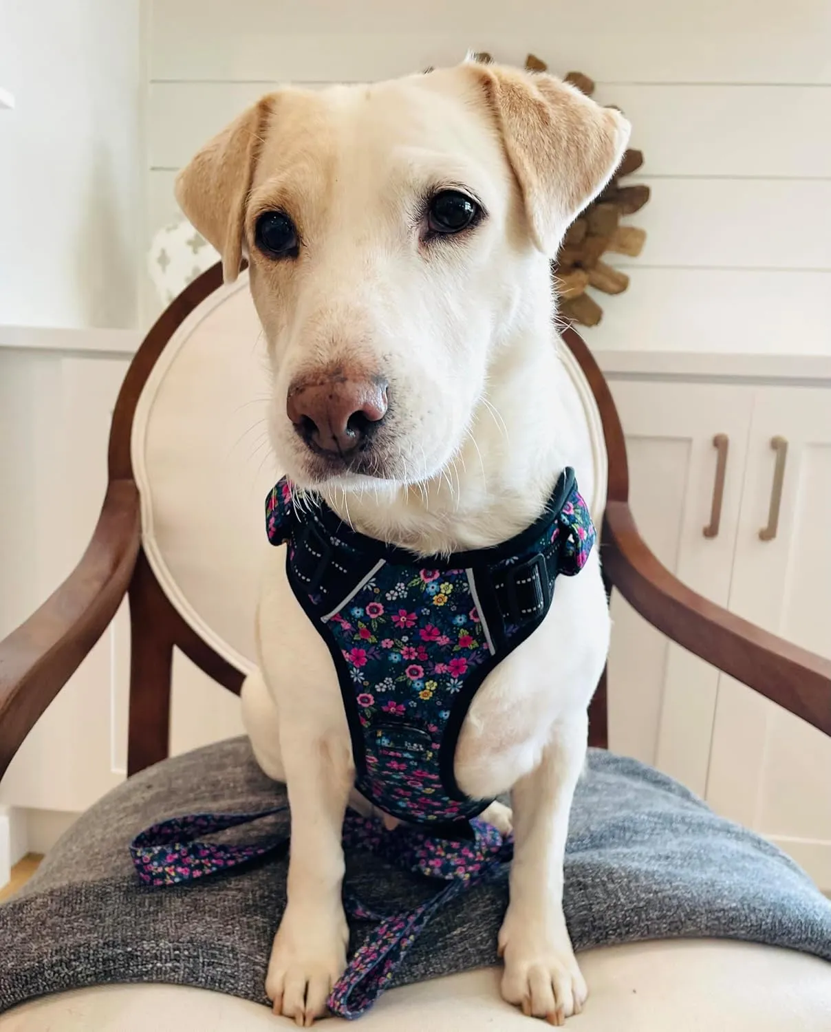 Lucky Love Dog No Pull Dog Harness, Adjustable and Easy to Walk, Cute Patterned Harness for Small Medium Large Male & Female Dogs - Primrose, Small
