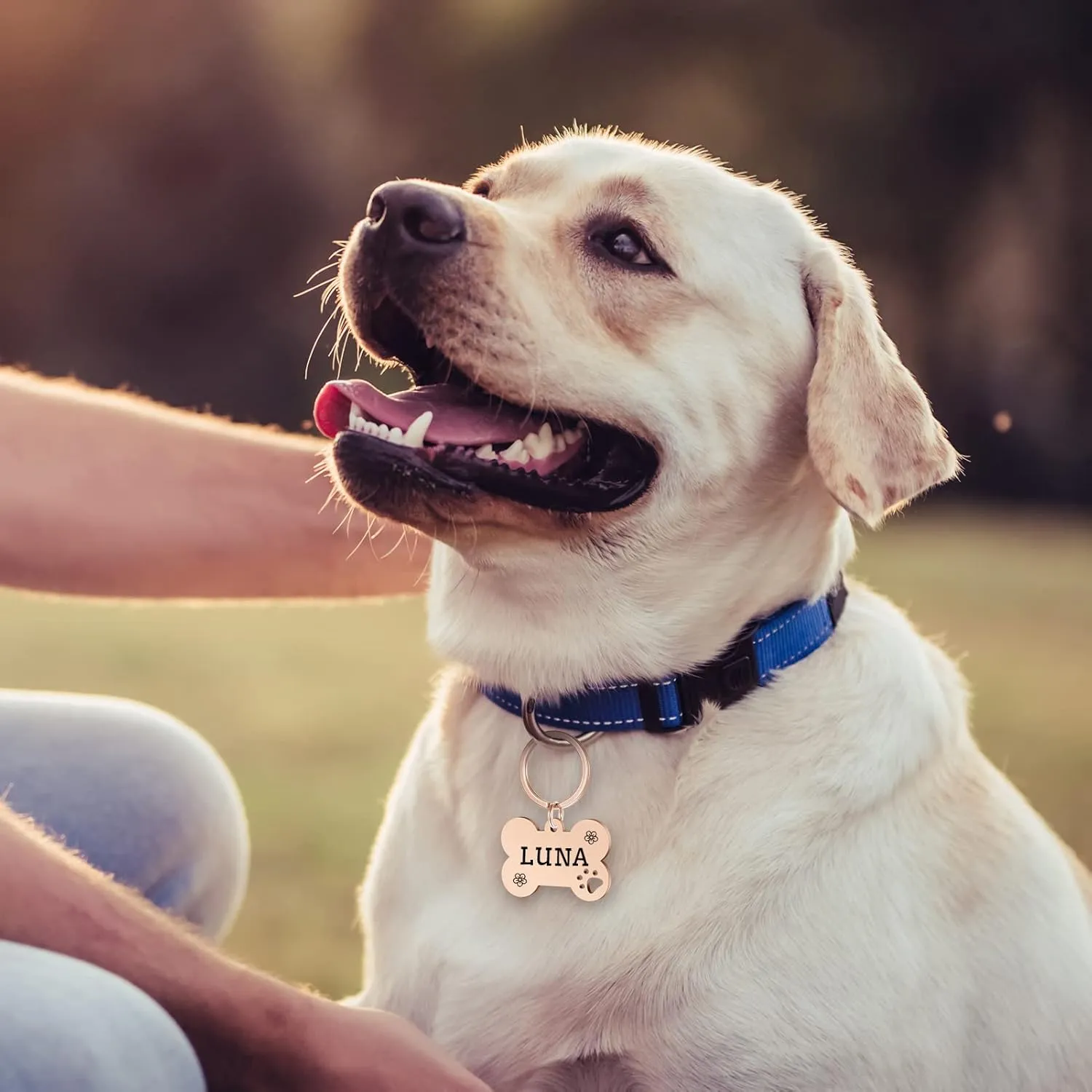 Personalized Pet ID Tags, Stainless Steel Dog Tags,Custom Bone&Hollowed Paw Shaped Engraved Dog Name, Label, Address & Phone, Customizable on Both Sides (Medium, Rose Gold)
