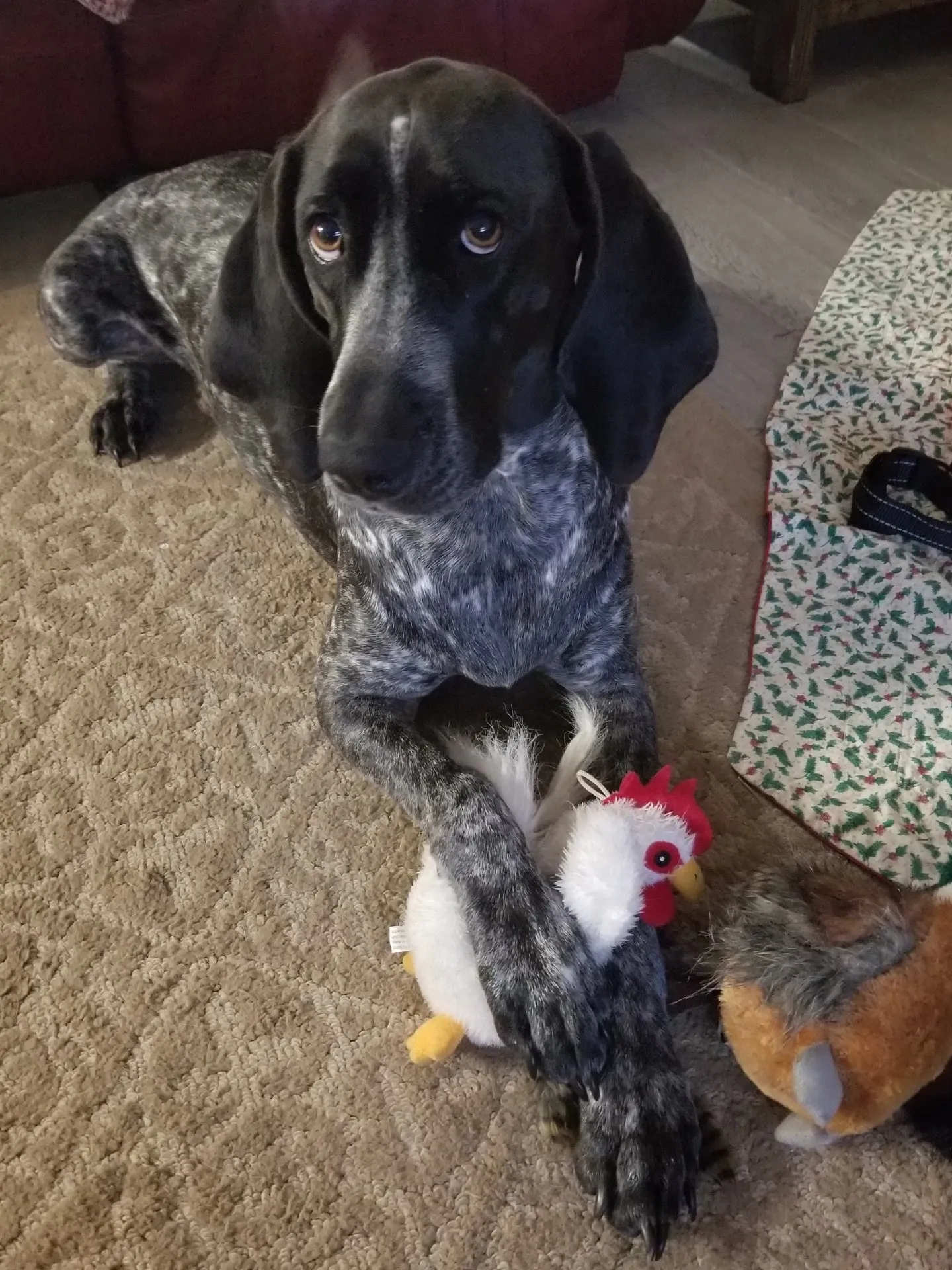 Pheasant, Pig or Chicken Dog Plush Toy with Tennis Ball Inside