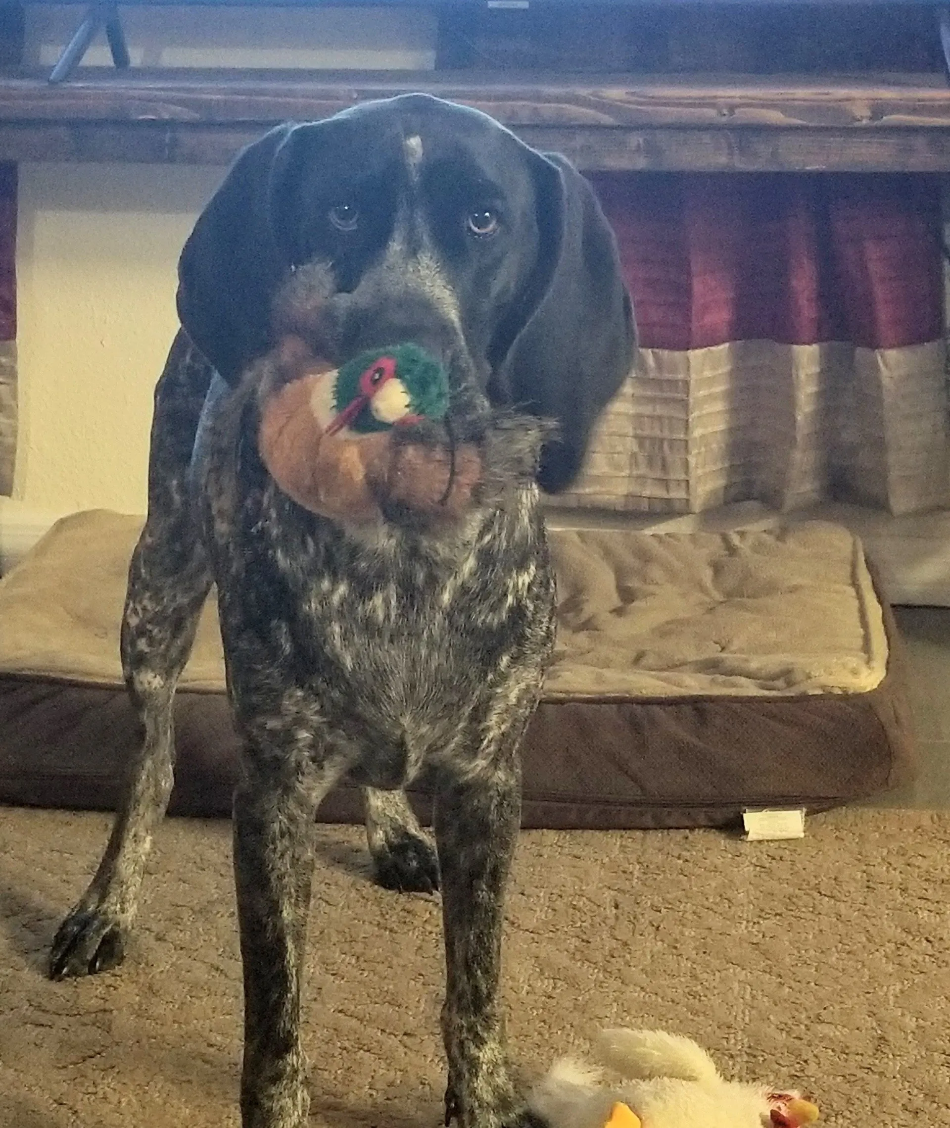 Pheasant, Pig or Chicken Dog Plush Toy with Tennis Ball Inside