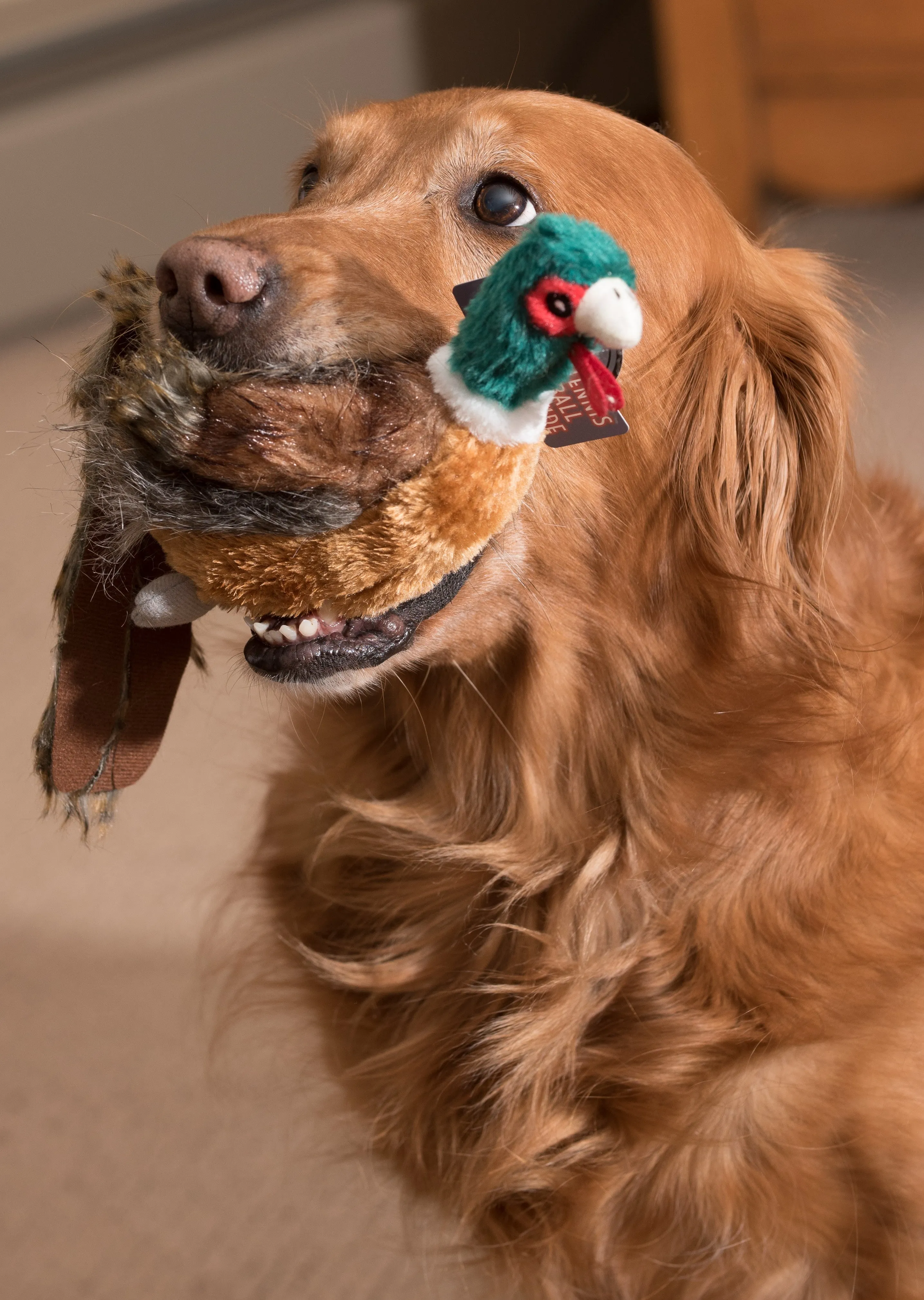 Pheasant, Pig or Chicken Dog Plush Toy with Tennis Ball Inside