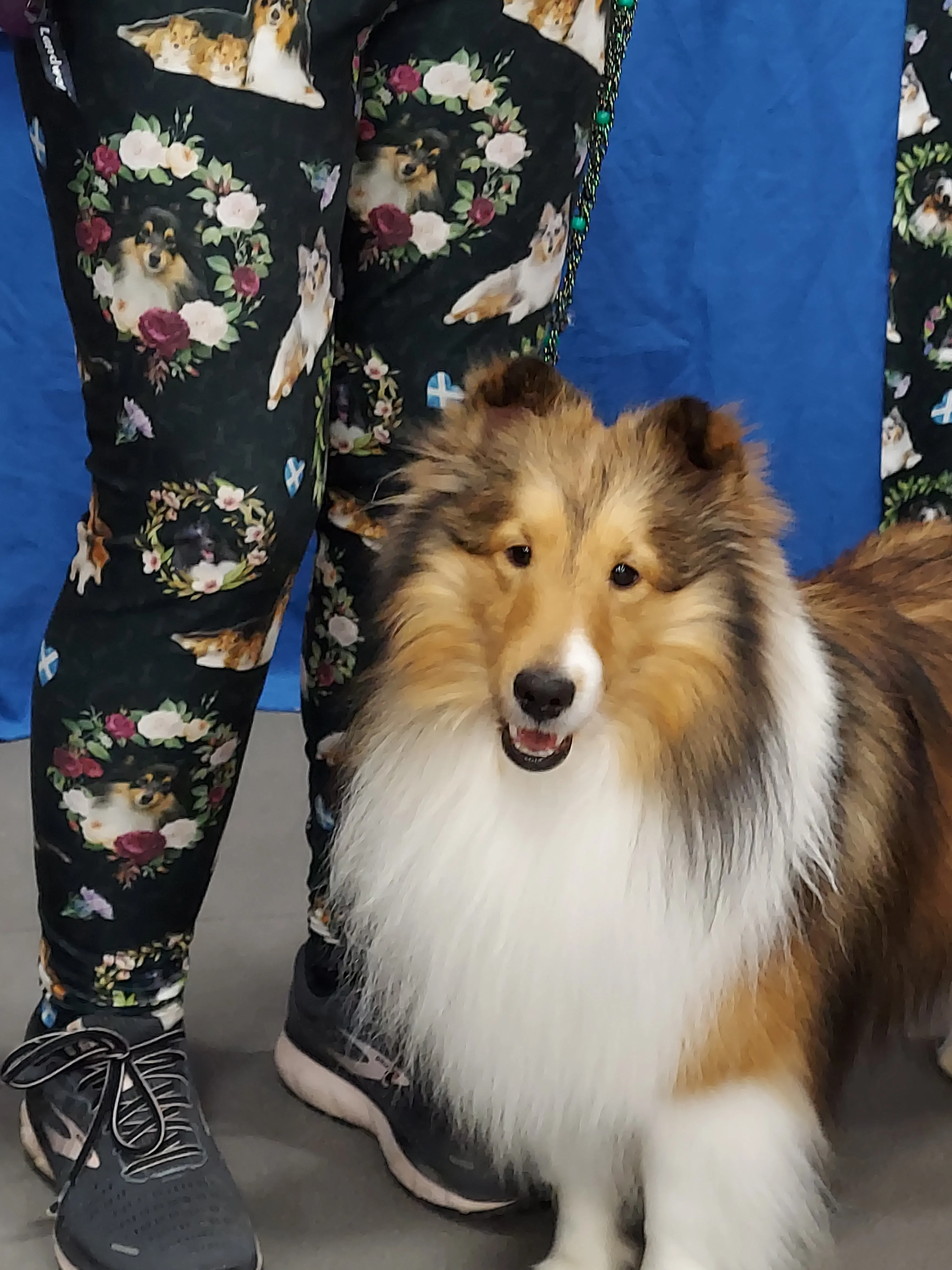 Sheltie Shetland Sheepdog Breed Ladies Leggings Perfect for Agility