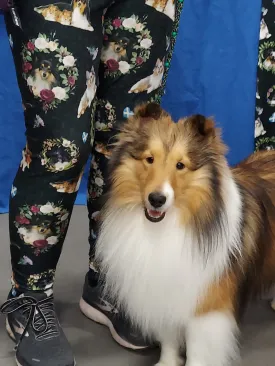 Sheltie Shetland Sheepdog Breed Ladies Leggings Perfect for Agility
